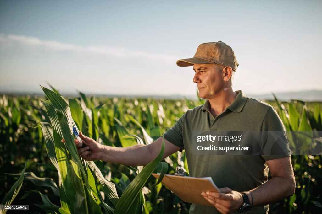 Agricultor adulto médio inspeciona sua terra