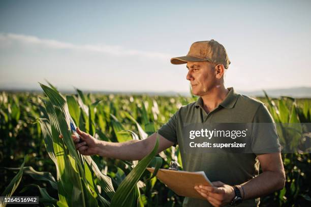 agricultor adulto médio inspeciona sua terra - campo - fotografias e filmes do acervo