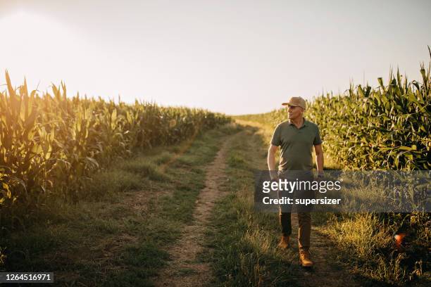 mid adult farmer inspects his land - agricultural field stock pictures, royalty-free photos & images