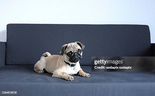 - - dog eyes closed stock pictures, royalty-free photos & images