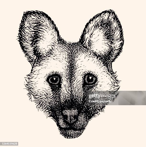 wild dog (xxxl) - african wild dog stock illustrations