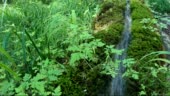Calcerous Spring The Calcareous Spring Water Flows Through A Channel Down The Mountain ...