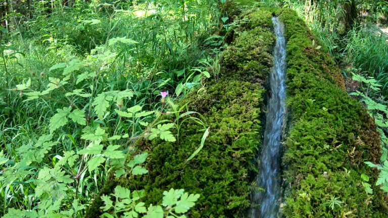 Calcerous Spring 52 Calcareous Stone Stock Videos, Footage, & 4K Video Clips - Getty Images