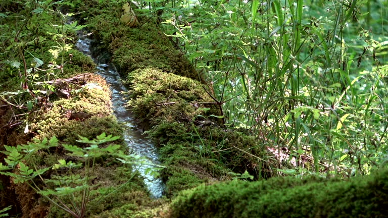 Calcerous Spring 52 Calcareous Stone Stock Videos, Footage, & 4K Video Clips - Getty Images