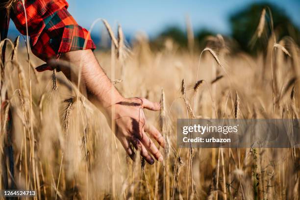 man touching wheat at the field - avena stock pictures, royalty-free photos & images