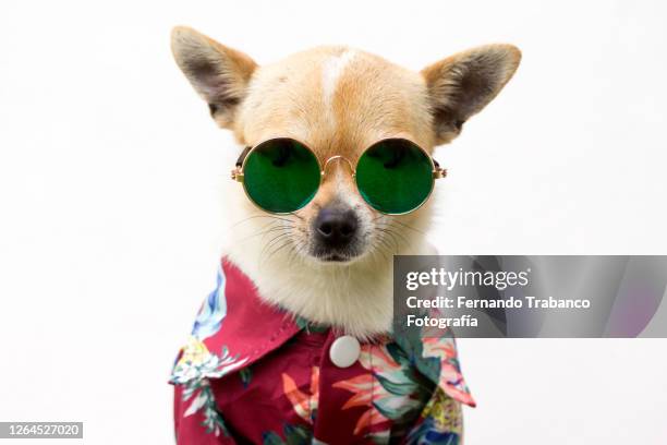 dog with shirt and glasses - miope and humor fotografías e imágenes de stock
