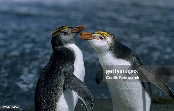 fighting adult royal penguins (eudyptes schlegeli). sandy bay, macquarie island, subantarctic australia. - eudyptes schlegeli stock pictures, royalty-free photos & images