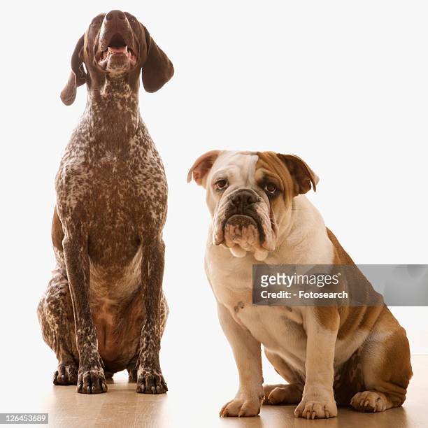 english bulldog and german shorthaired pointer sitting. - german short haired pointer stock-fotos und bilder