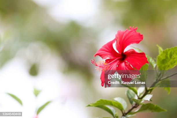 single red hibiscus against a blurred outdoor background - fiji flower stock pictures, royalty-free photos & images