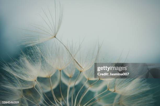 paardebloemzaad - paardebloemzaad stockfoto's en -beelden