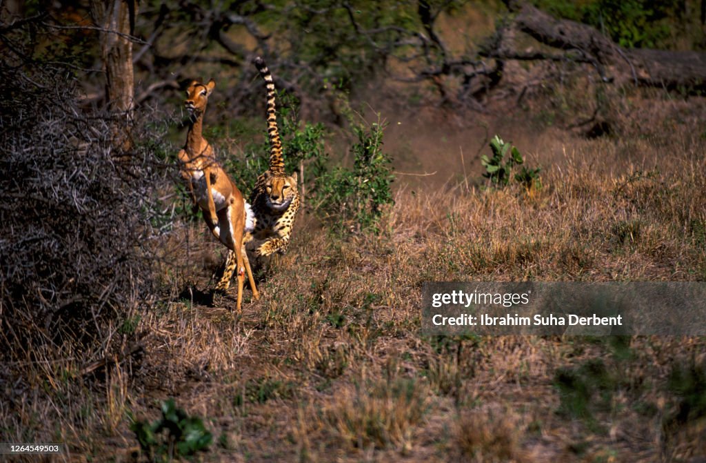 A front view of cheetah (Acinonyx jubatus) hunting impala