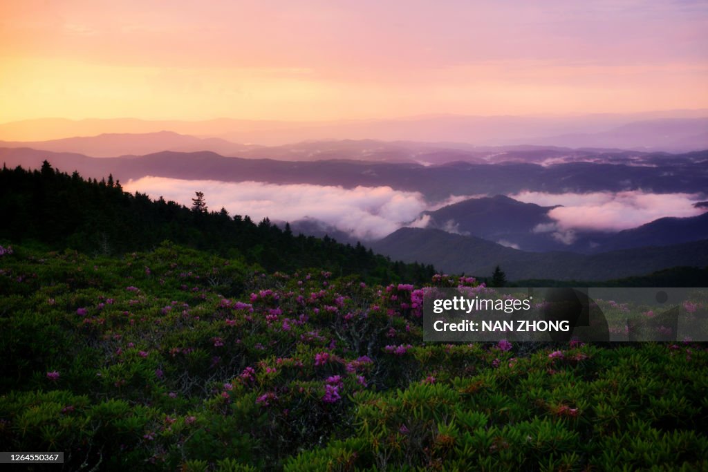 Sunset clouds floating over rollings hills with rhododendron flowers in foreground
