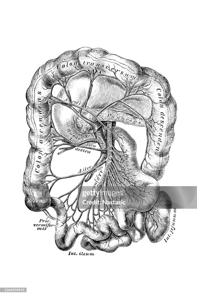Superior mesenteric artery