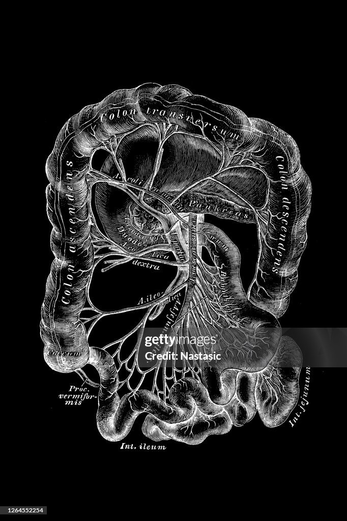 Superior mesenteric artery