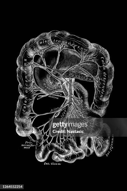 Superior Mesenteric Artery Photos and Premium High Res Pictures - Getty ...
