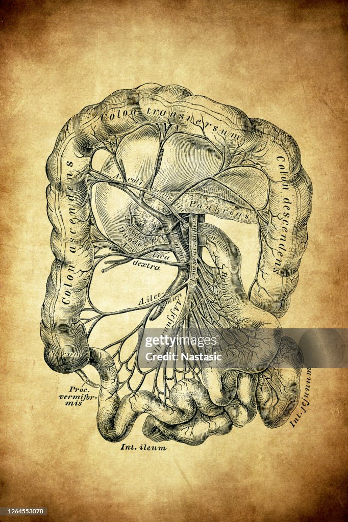 Superior mesenteric artery