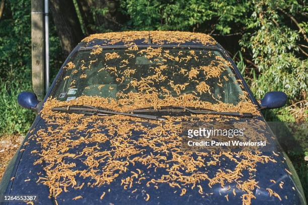 car covered with dead plants - dirty car fotografías e imágenes de stock