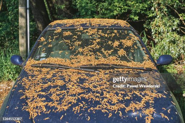 car covered with dead plants - dirty car stockfoto's en -beelden