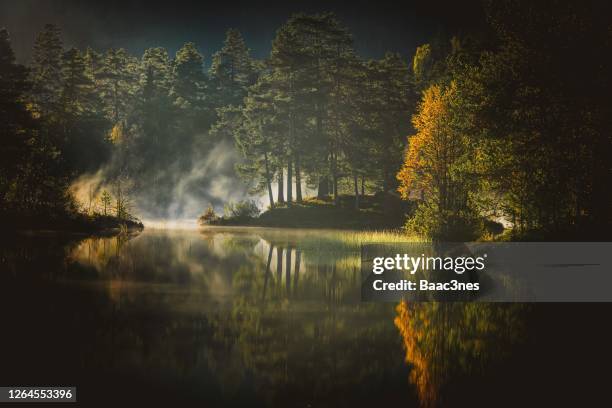 early morning in the forest - drammen stockfoto's en -beelden