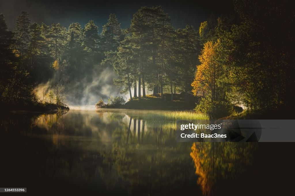 Early morning in the forest