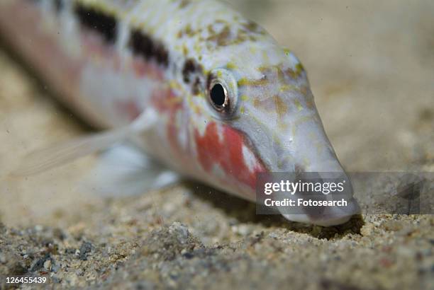 dash-dot goatfish (parupeneus barberinus), showing red cheeks and dark band through eye, on sandy seabed, red sea, egypt - parupeneus stock pictures, royalty-free photos & images