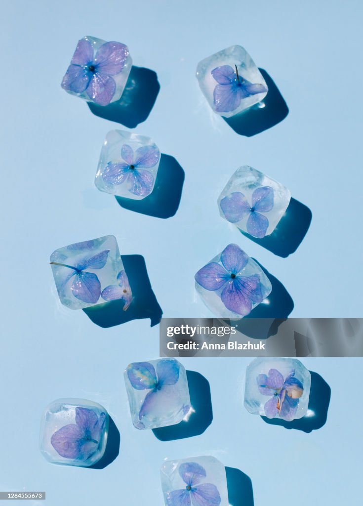 New trend floral ice, ice cubes with frozen flowers of hydrangea over blue background, beautiful summer concept, hard light with shadows