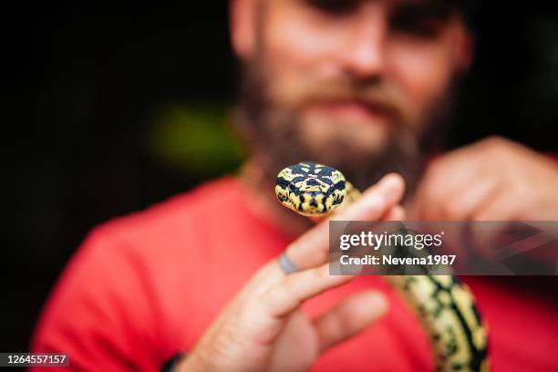 unusual wild pet - snakes beard stock pictures, royalty-free photos & images