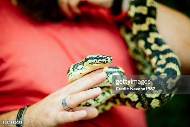 unusual wild pet - snakes beard stock pictures, royalty-free photos & images