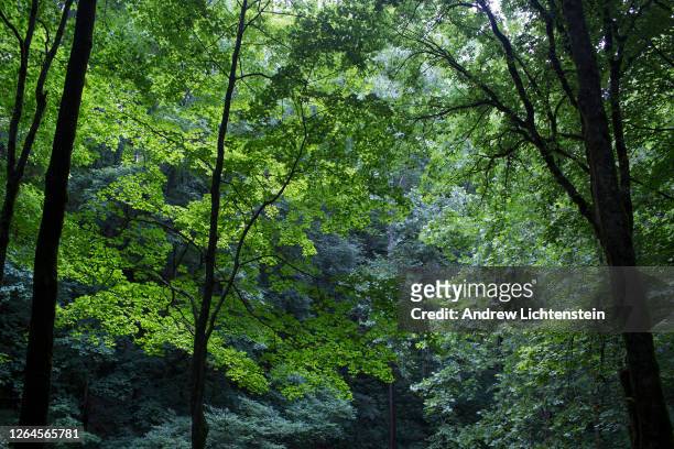 Trees surround a natural sinkhole on July 1, 2020 in Mammoth Cave National Park, Kentucky.