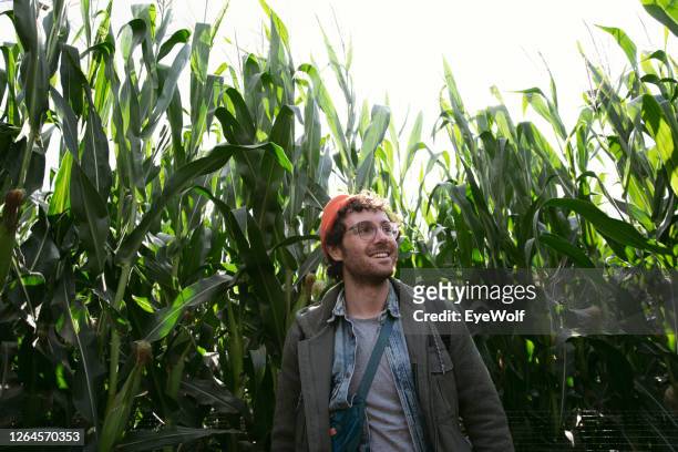 horizontal portrait of a man walking through a corn maze looking off camera. - corn maze imagens e fotografias de stock
