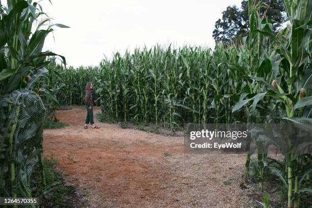 a woman holding her baby walking through corn maze alone. - corn maze stock-fotos und bilder