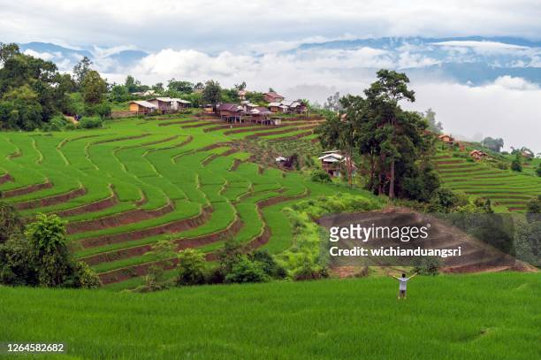 terraced rice field at bong piang in mae chaem, chiang mai, thailand - chiang mai province stock pictures, royalty-free photos & images