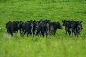 Herd of cows in the field