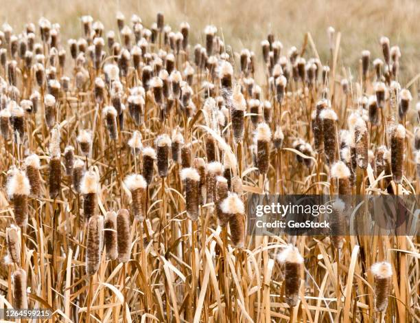 cattails in a marsh - watershed 2017 bildbanksfoton och bilder