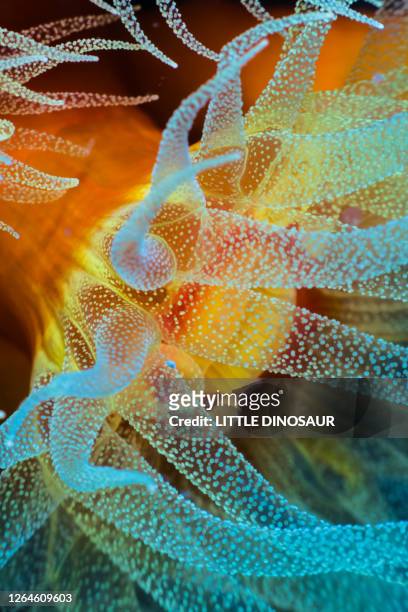 orange cup coral (dendrophyllia arbuscula) close-up - coral cnidario fotografías e imágenes de stock