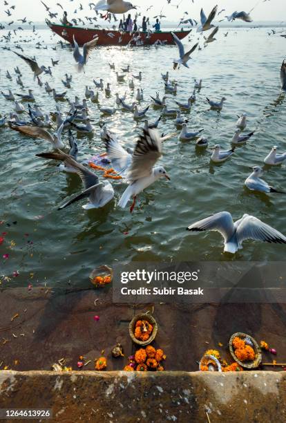 silhouette boatmen rowing and birds on the river ganges, in the holy city of varanasi, india. - leigh vogel stockfoto's en -beelden