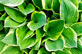 Leaves hosts closeup. Focus on single leaves.