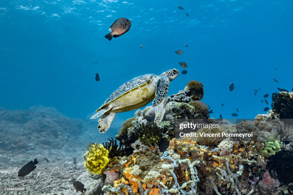 Green sea turtle