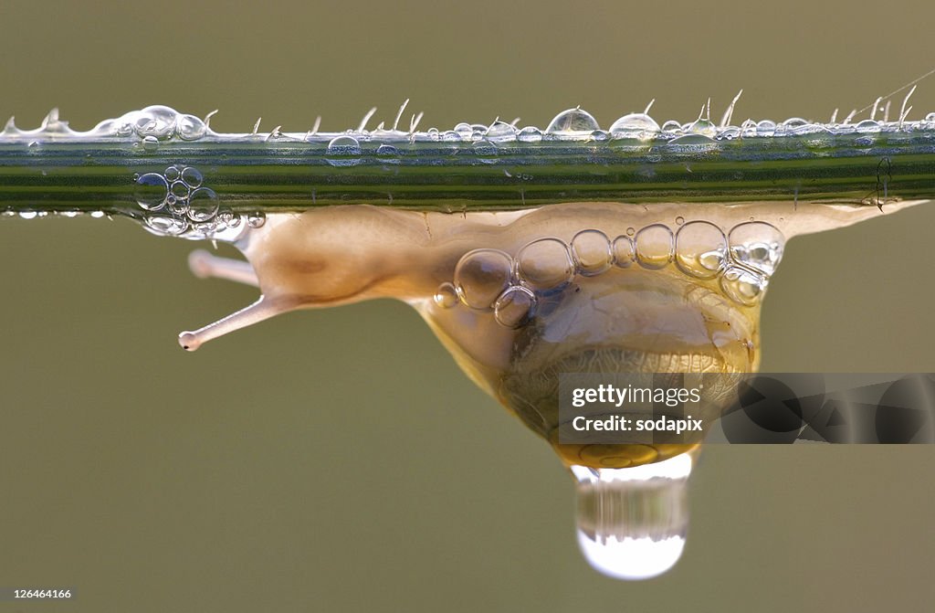 Kleine Schnecke kriecht im Morgentau waagerecht am Grashalm entlang