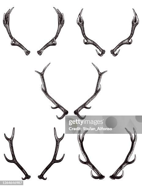 set of drawings of antlers of elk and deer - deer stock illustrations