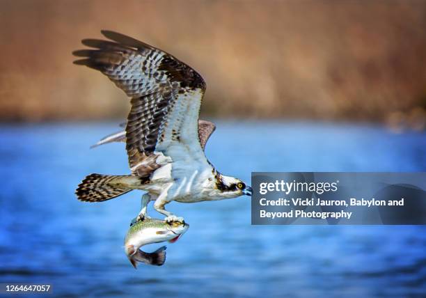 amazing osprey in flight with fish at belmont lake state park - fischadler stock-fotos und bilder