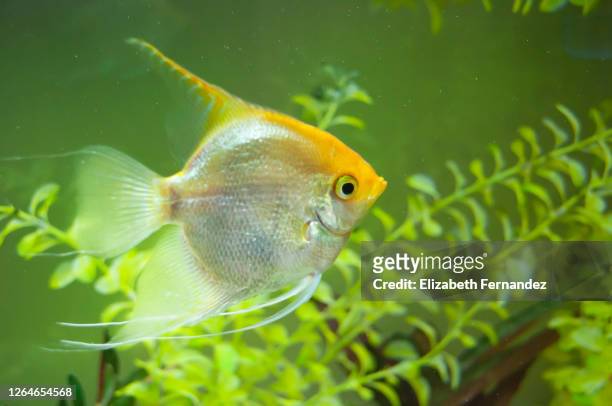 angel fish swimming in fishtank ( pterophyllum scalare) - kaiserfisch stock-fotos und bilder