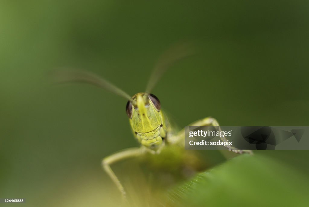 Feldheuschrecke (Chorthippus parallelus) in Austria