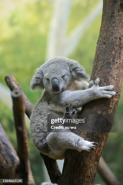 145 Funny Koala Bear Photos and Premium High Res Pictures - Getty Images 145 Funny Koala Bear Photos and Premium High Res Pictures - Getty Images