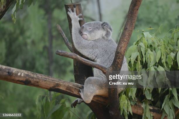 koala on the tree - koala bear photos et images de collection