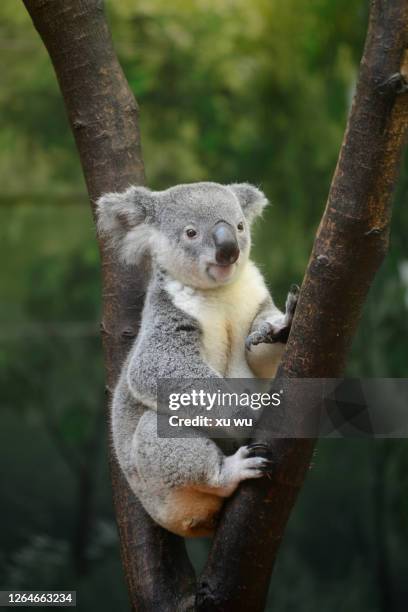 145 Funny Koala Bear Photos and Premium High Res Pictures - Getty Images 145 Funny Koala Bear Photos and Premium High Res Pictures - Getty Images