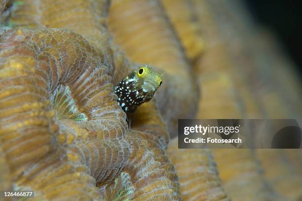 blenny. cayman islands. - blenny stock pictures, royalty-free photos & images