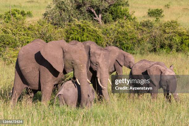 african elephant family grazing at wild - african elephant calf stock pictures, royalty-free photos & images