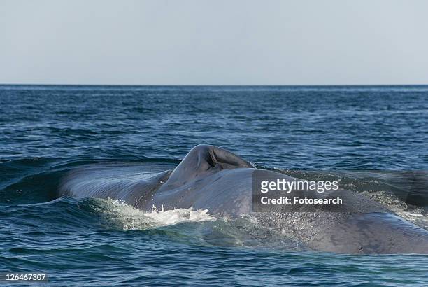 blue whale (balaenoptera musculus). blowhole and part of back of a blue whale. gulf of california. - blåshål djurkroppsdel bildbanksfoton och bilder