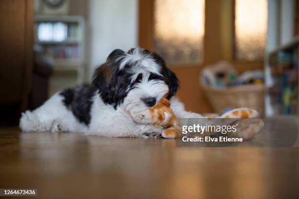 black and white puppy chewing on a toy - havanese stock pictures, royalty-free photos & images